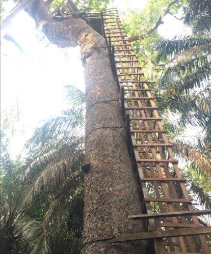 Canopy walk Lekki conservation centre, Lagos State